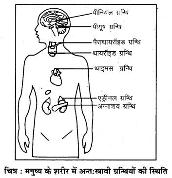 RBSE Solutions for Class 7 Science Chapter 6 अन्त स्रावी ग्रन्थियाँ 2