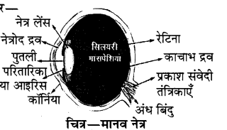 RBSE Solutions for Class 8 Science Chapter 14 प्रकाश का अपवर्तन 9