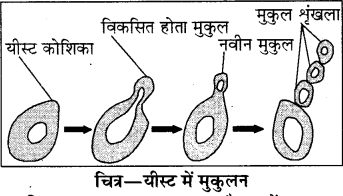 RBSE Solutions for Class 8 Science Chapter 6 पौधों में जनन 2