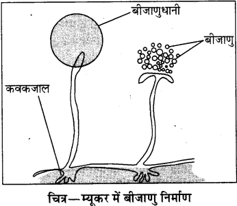 RBSE Solutions for Class 8 Science Chapter 6 पौधों में जनन 4