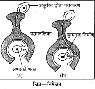 RBSE Solutions for Class 8 Science Chapter 6 पौधों में जनन 6
