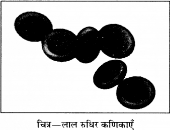 RBSE Solutions for Class 8 Science Chapter 7 रक्त परिसंचरण 2