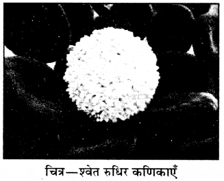 RBSE Solutions for Class 8 Science Chapter 7 रक्त परिसंचरण 3