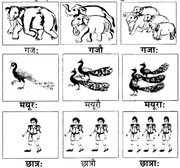 RBSE Solutions for Class 6 Sanskrit Chapter 2 अकारान्त-पुँल्लिङ्गशब्दप्रयोगः 3