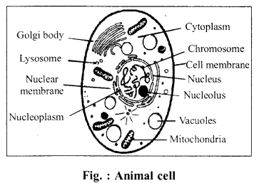RBSE Solutions for Class 6 Science Chapter 7 Cell 2
