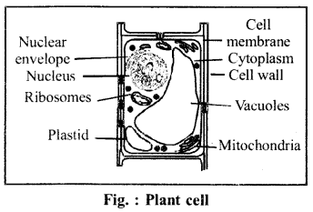 RBSE Solutions for Class 6 Science Chapter 7 Cell 5