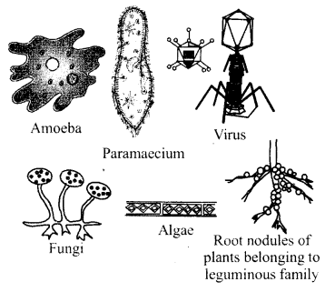 RBSE Solutions for Class 6 Science Chapter 8 Micro-Organisms 1