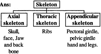 RBSE Solutions for Class 7 Science Chapter 10 Skeleton and Joints 7