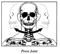 RBSE Solutions for Class 7 Science Chapter 10 Skeleton and Joints 8