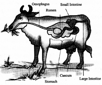 RBSE Solutions for Class 7 Science Chapter 2 Nutrition in Animals 6