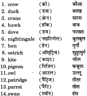 RBSE Class 7 English Useful Words of Daily Use 11