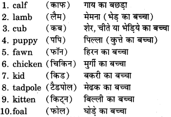 RBSE Class 7 English Useful Words of Daily Use 13