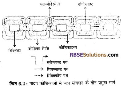 RBSE Solutions for Class 12 Biology Chapter 6 पादपों में जल अवशोषण व रसारोहण 1