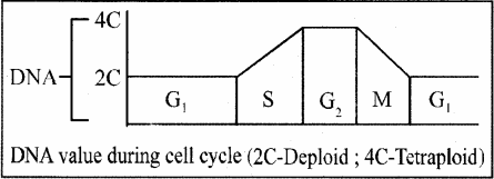 RBSE Solutions for Class 11 Biology Chapter 11 Cell Division img-1