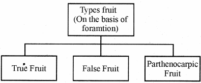 RBSE Solutions for Class 11 Biology Chapter 22 Fruit and Seed img-1
