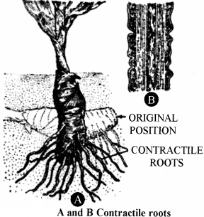 RBSE Solutions for Class 11 Biology Chapter 17 Root: External Morphology img-6