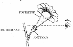 RBSE Solutions for Class 11 Biology Chapter 21 Flower img-10