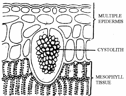 RBSE Solutions for Class 11 Biology Chapter 14 Plant Tissue System img-5