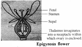 RBSE Solutions for Class 11 Biology Chapter 21 Flower img-17