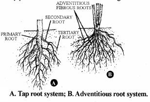 RBSE Solutions for Class 11 Biology Chapter 17 Root: External Morphology img-1