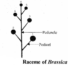 RBSE Solutions for Class 11 Biology Chapter 20 Inflorescence img-11