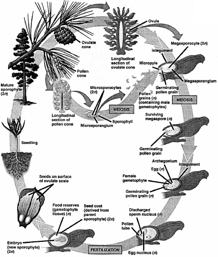 RBSE Solutions for Class 11 Biology Chapter 5 Plant Kingdom img-16