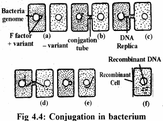 RBSE Solutions for Class 11 Biology Chapter 4 Kingdom: Monera, Protista and Fungi img-6