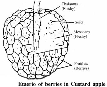 RBSE Solutions for Class 11 Biology Chapter 22 Fruit and Seed img-55