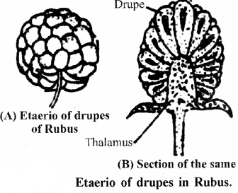 RBSE Solutions for Class 11 Biology Chapter 22 Fruit and Seed img-56