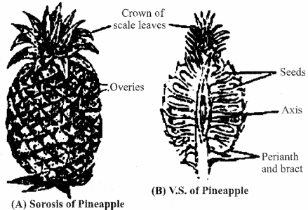 RBSE Solutions for Class 11 Biology Chapter 22 Fruit and Seed img-57