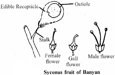 RBSE Solutions for Class 11 Biology Chapter 22 Fruit and Seed img-59