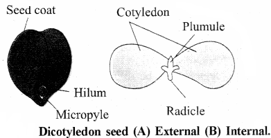 RBSE Solutions for Class 11 Biology Chapter 22 Fruit and Seed img-67