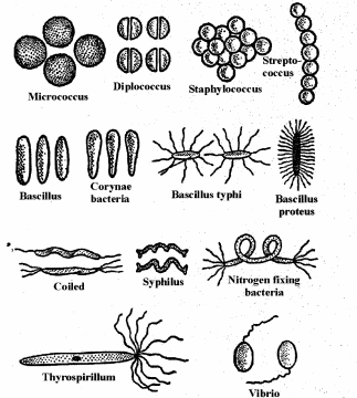 RBSE Solutions for Class 11 Biology Chapter 4 Kingdom: Monera, Protista and Fungi img-4
