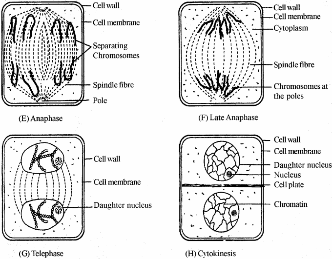 RBSE Solutions for Class 11 Biology Chapter 11 Cell Division img-4