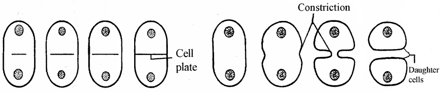 RBSE Solutions for Class 11 Biology Chapter 11 Cell Division img-5
