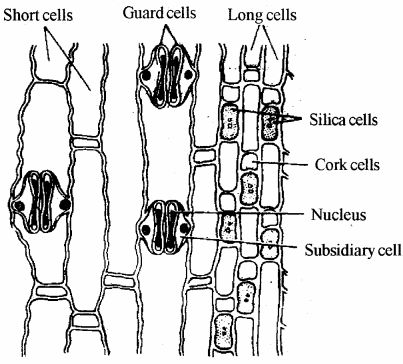 RBSE Solutions for Class 11 Biology Chapter 14 Plant Tissue System img-7