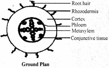 RBSE Solutions for Class 11 Biology Chapter 15 Internal Structure of Root, Stem and Leaf img-7