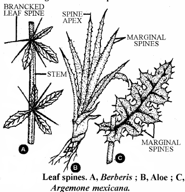 RBSE Solutions for Class 11 Biology Chapter 19 Leaf: External Morphology img-16