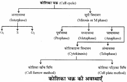 RBSE Solutions for Class 11 Biology Chapter 11 कोशिका विभाजन img-2