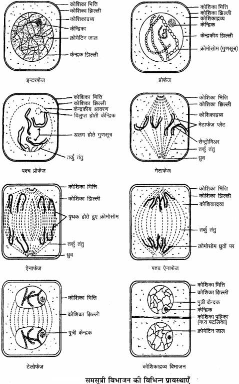 RBSE Solutions for Class 11 Biology Chapter 11 कोशिका विभाजन img-3