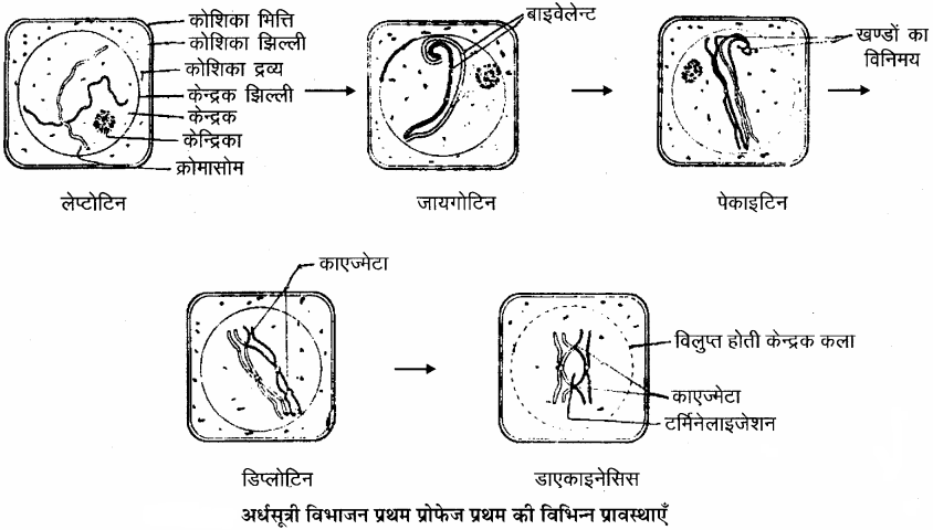 RBSE Solutions for Class 11 Biology Chapter 11 कोशिका विभाजन img-4