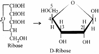 RBSE Solutions for Class 11 Biology Chapter 12 Molecular Biology img-15