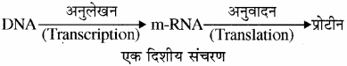 RBSE Solutions for Class 11 Biology Chapter 12 आण्विक जीवविज्ञान img-1