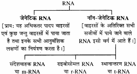 RBSE Solutions for Class 11 Biology Chapter 12 आण्विक जीवविज्ञान img-13
