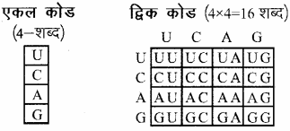RBSE Solutions for Class 11 Biology Chapter 12 आण्विक जीवविज्ञान img-16