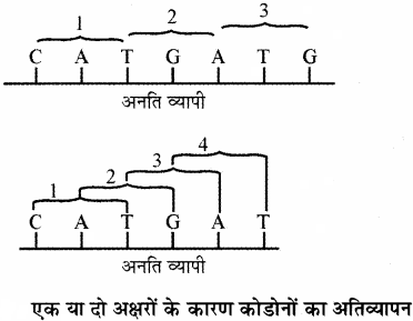 RBSE Solutions for Class 11 Biology Chapter 12 आण्विक जीवविज्ञान img-18