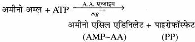 RBSE Solutions for Class 11 Biology Chapter 12 आण्विक जीवविज्ञान img-2