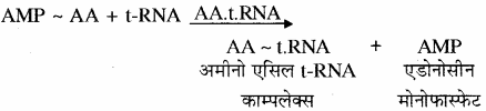 RBSE Solutions for Class 11 Biology Chapter 12 आण्विक जीवविज्ञान img-20