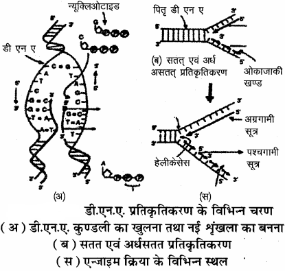 RBSE Solutions for Class 11 Biology Chapter 12 आण्विक जीवविज्ञान img-9