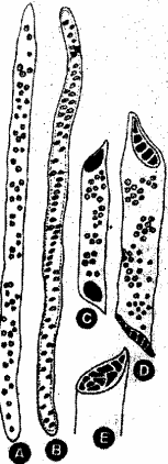 RBSE Solutions for Class 11 Biology Chapter 13 Plant Tissue: Internal Morphology and Anatomy img-20